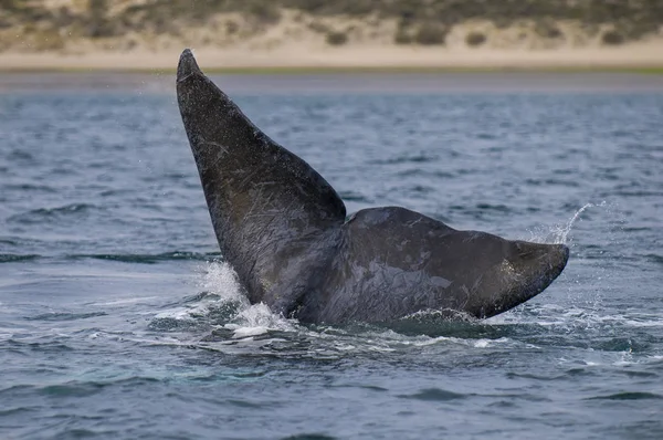 Recht Walvis Patagonia Argentinië — Stockfoto