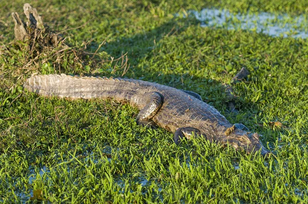 Black Caiman Iber Marshes Argentina — Stock Photo, Image