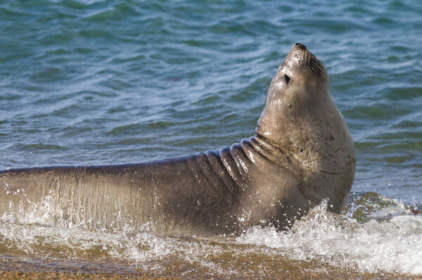 Elephant seal, Patagonia Argentina