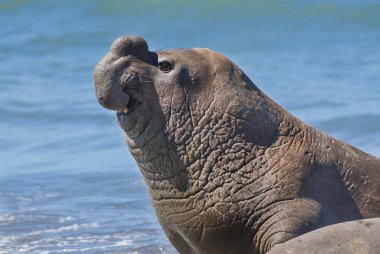 Elephant seal, Patagonia Argentina clipart