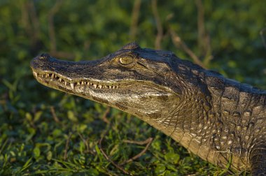 Siyah Caiman doğada, Arjantin, Ibera