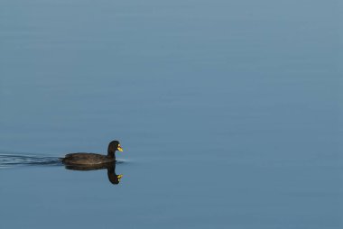 Beyaz kanatlı coot, Fulica Leucoptera, La Pampa, Argentina