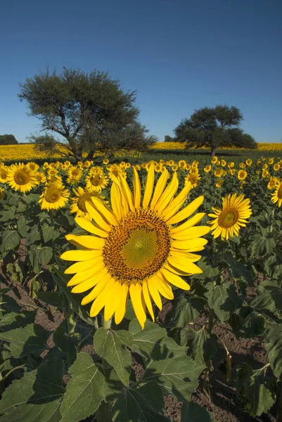 Pampas Landscape with sunflowers, La Pampa, Argentina