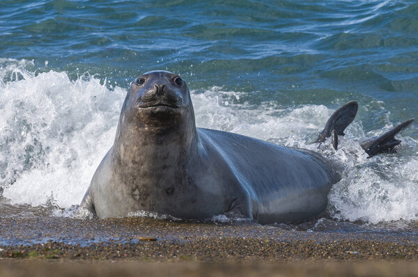Elephant seal, Patagonia Argentina