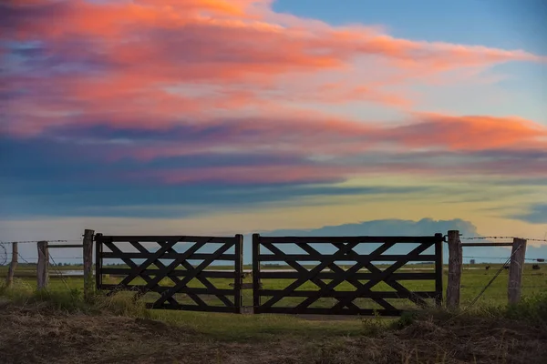 阿根廷大草原地区的牛门 — 图库照片