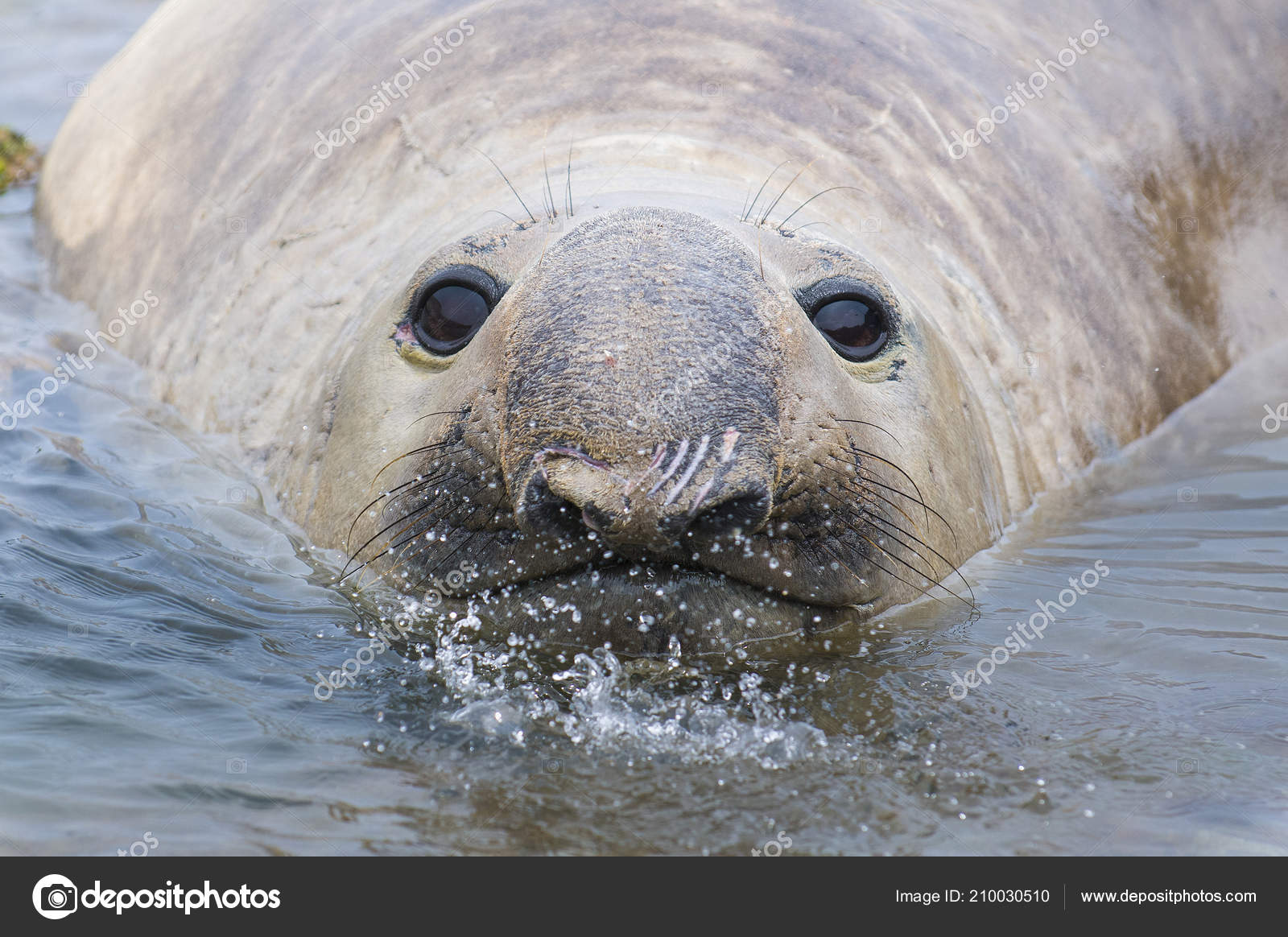 Elephant Seal Patagonia Argentina Stock Photo C Foto4440 210030510