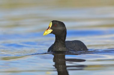 Beyaz kanatlı coot, Fulica Leucoptera, La Pampa, Argentina