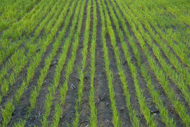 Pampa yatay, yeşil çim sahası, Arjantin