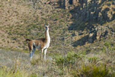 Guanacos doğada, La Pampa, Arjantin