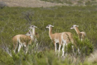 Guanacos doğada, La Pampa, Arjantin