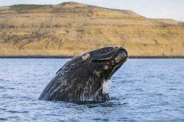 Balina, Patagonia, Arjantin 