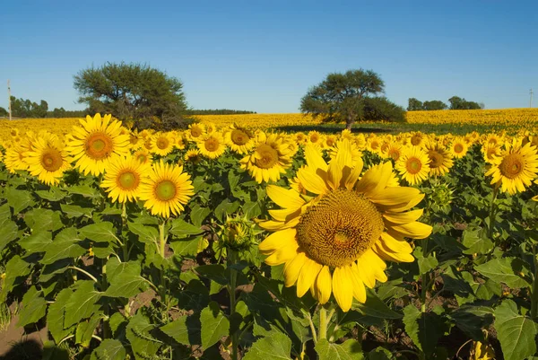 Pampaslandschaft Mit Sonnenblumen Pampa Argentinien — Stockfoto