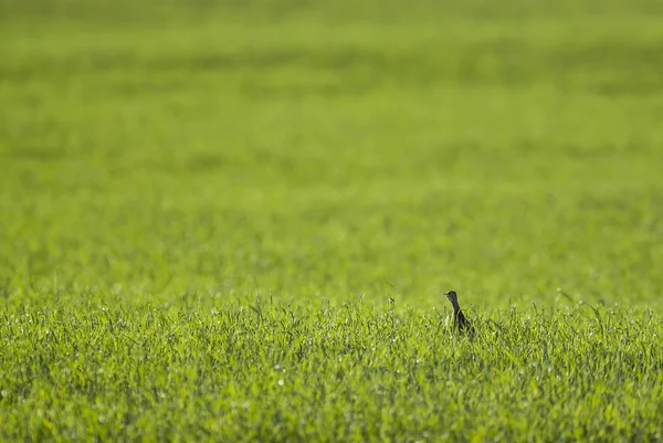 Tinamou Pampa Argentina — Fotografia de Stock