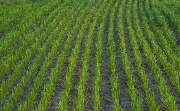 Paesaggio Pampas Con Prato Verde Argentina — Foto Stock