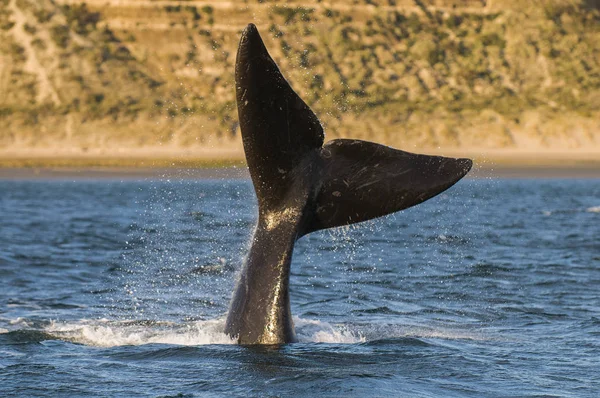 露脊鲸 巴塔哥尼亚 阿根廷 — 图库照片