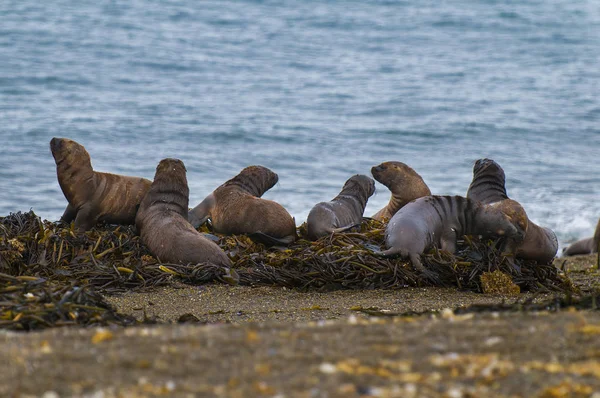 Südliche Seelöwen Otaria Flavescens — Stockfoto