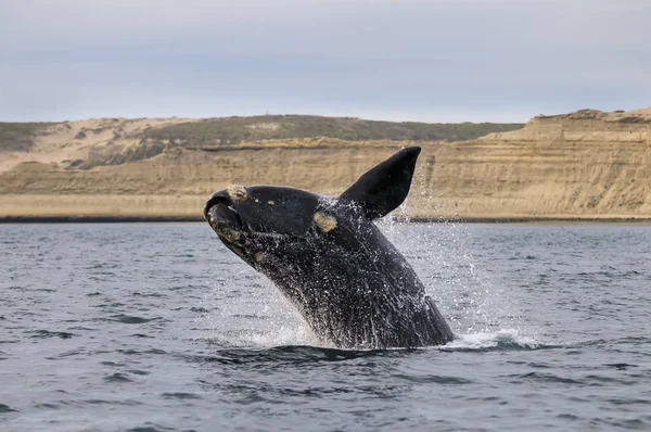 Baleine Noire Patagonie Argentine — Photo