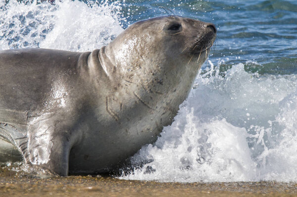 Elephant seal, Patagonia Argentina