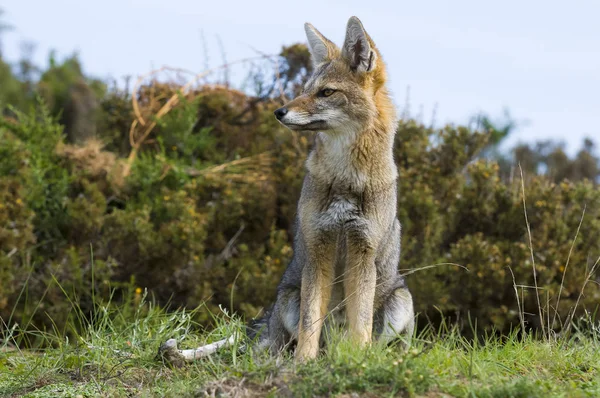 パンパス灰色 Fox パンパ アルゼンチン — ストック写真