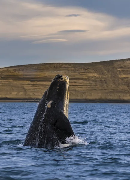 Baleine Noire Patagonie Argentine — Photo