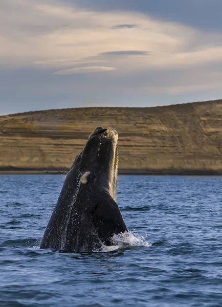 Right Whale Patagonia Argentina — стоковое фото