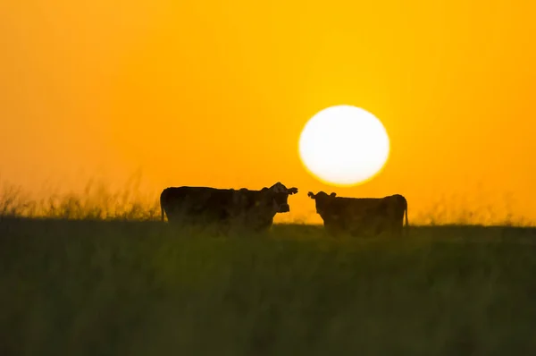 Vaches Pâturant Avec Coucher Soleil Sur Fond — Photo