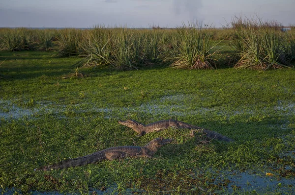 Caimans Negros Natureza Argentina Ibera — Fotografia de Stock