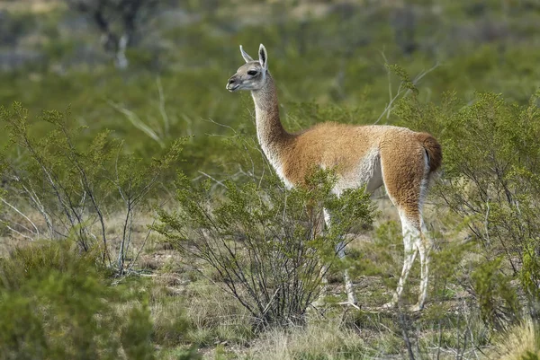 Guanacos Der Natur Pampa Argentinien — Stockfoto