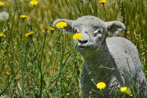 Allevamento Pecore Erba Verde Campagna — Foto Stock