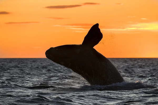 Right Whale Patagonia Argentina — Stock Photo, Image