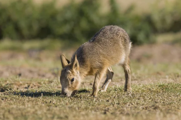 Patagonian Mara Patagonia Argentina — Stock Photo, Image