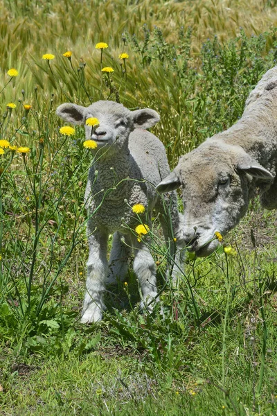 羊の田舎で緑の草に繁殖 — ストック写真