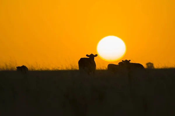 Cows Grazing Sunset Background — Stock Photo, Image