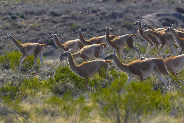 Guanacos in nature, La Pampa, Argentina