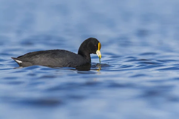 Coot Pampa Arjantin — Stok fotoğraf