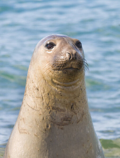 Elephant seal, Patagonia Argentina