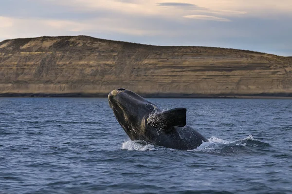 Baleine Noire Patagonie Argentine — Photo