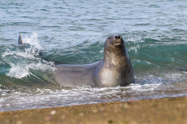 Elephant seal, Patagonia Argentina