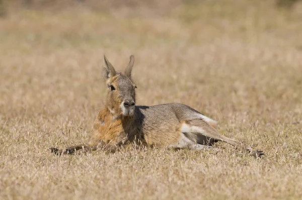 Mara Patagonica Patagonia Argentina — Foto Stock