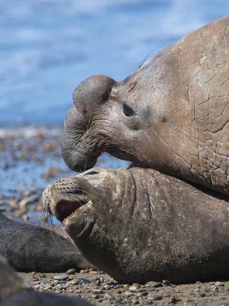 Selos Elefante Patagônia Argentina — Fotografia de Stock