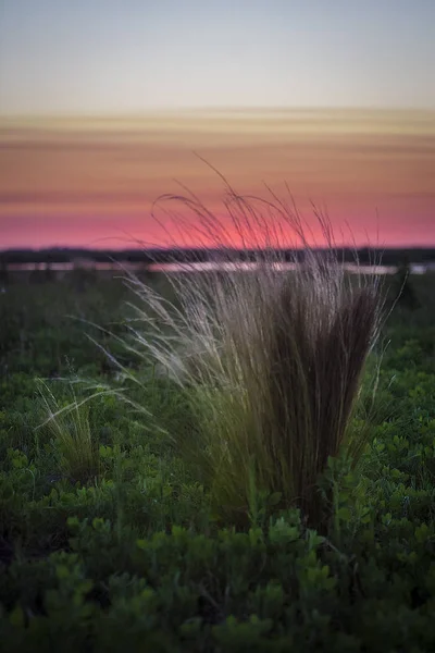 Pampas Naturalnym Krajobrazem Pampa Argentyna — Zdjęcie stockowe