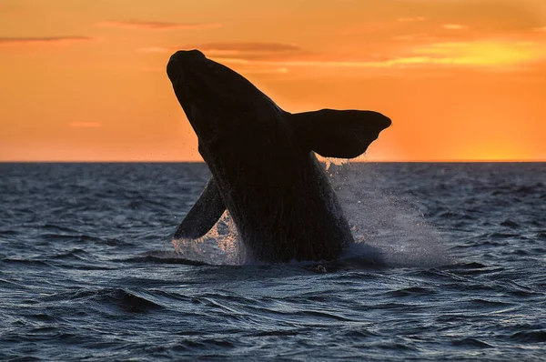 Right Whale Patagonia Argentina — стоковое фото