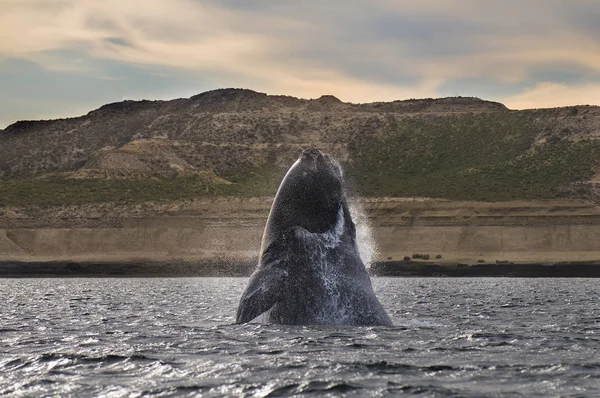 Ballena Franca Patagonia Argentina — Foto de Stock