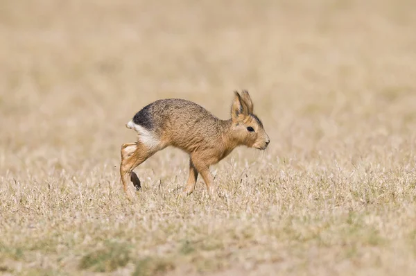 Mara Patagonie Patagonie Argentine — Photo