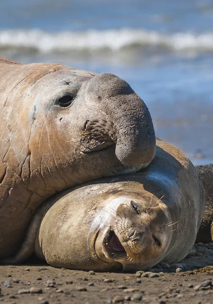 Elephant Seals Patagonia Argentina — Stock Photo, Image