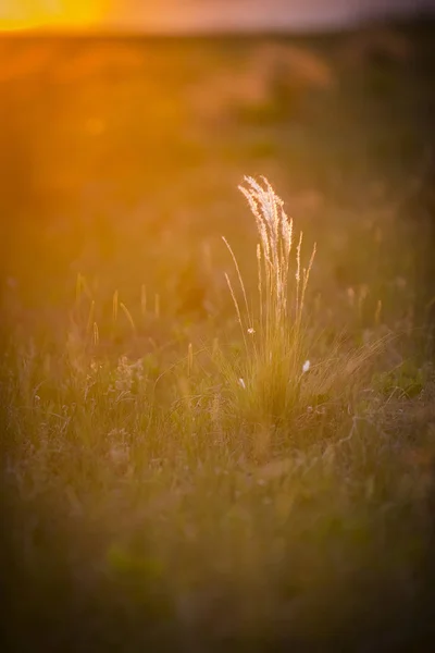 Plantă Sălbatică Flacără Solară Regiunea Pampas Argentina — Fotografie, imagine de stoc