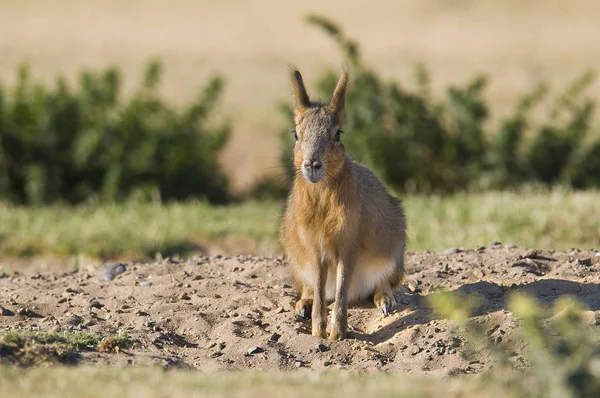 Mara Patagonica Patagonia Argentina — Foto Stock