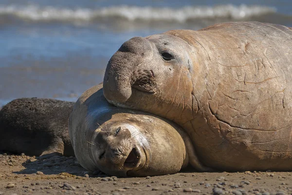 Olifant Zeehonden Patagonië Argentinië — Stockfoto