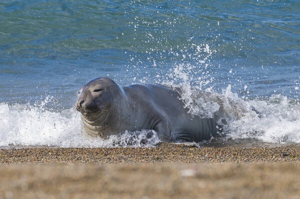 Elephant seal, Patagonia Argentina