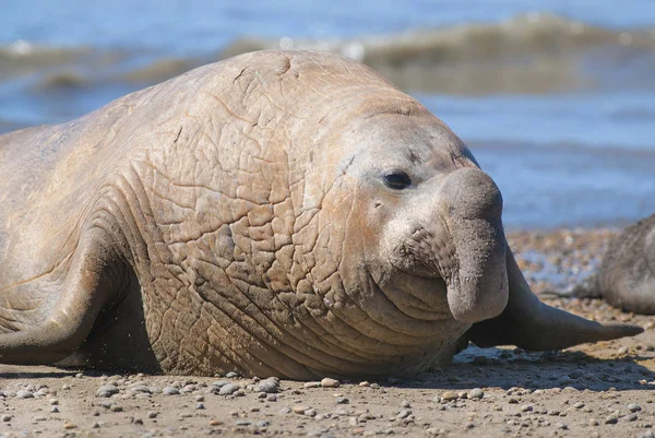 Elefante Marino Patagonia Argentina — Foto de Stock